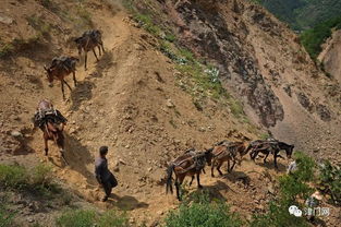 孫向明攝影作品賞析 馱幫